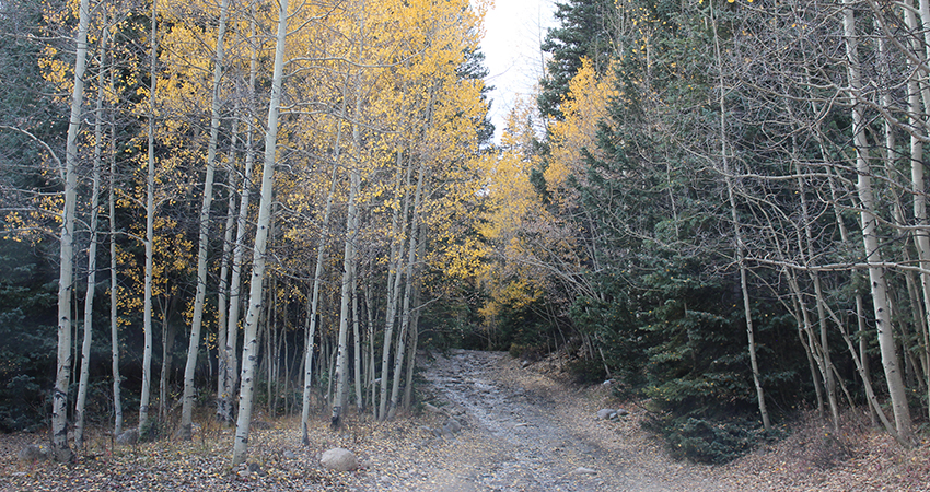 Aspen Acres Campground Rye Colorado -Local Trails for OHV, Hiking, Mountain Biking and Horseback Riding